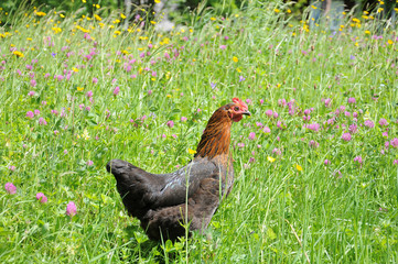  flock of chikens grazing on the green grass of village courtyard in summer sunny day