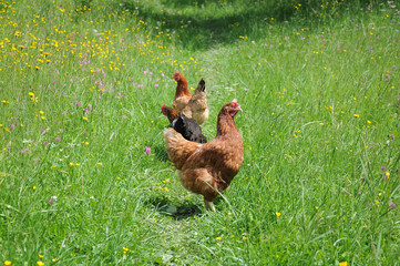  flock of chikens grazing on the green grass of village courtyard in summer sunny day