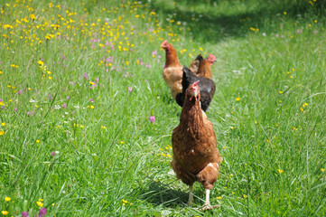  flock of chikens grazing on the green grass of village courtyard in summer sunny day