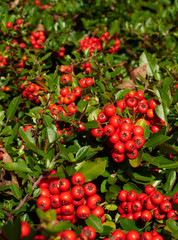 A Cotoneaster bush with lots of red berries on green branches, autumnal background. Close-up colorful autumn bushes with red berries.