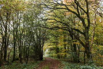 Herbstlicher Wald-Spaziergang in Norddeutschland