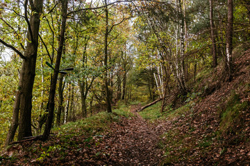 Herbstlicher Wald-Spaziergang in Norddeutschland