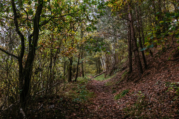 Fototapeta na wymiar Herbstlicher Wald-Spaziergang in Norddeutschland