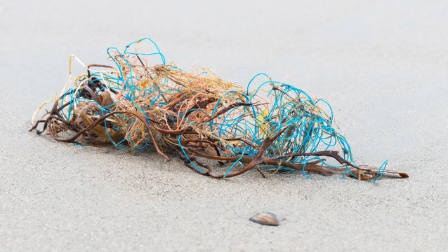 Strandgut Angespültes Fischernetz mit Algen und Seetang