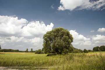 Fototapeta premium Big tree on a meadow