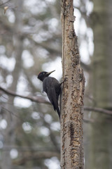 Black woodpecker. Black woodpecker in the natural environment