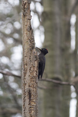 Black woodpecker. Black woodpecker in the natural environment
