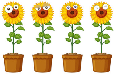 Obraz premium Sunflowers with different emotions