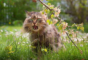 lustige Katze im Garten - junge Sibirische Waldkatze