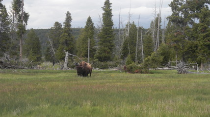 Obraz premium bison parc national de yellowstone