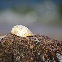 Muschel auf einem Stein am Strand der Ostsee