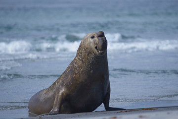 Male Southern Elephant Seal (Mirounga leonina) emerging from the sea on Sea Lion Island in the Falkland Islands.