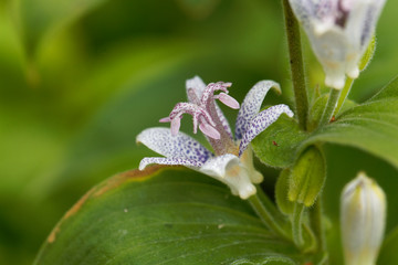 Toad lily flower (Tricyrtis hirta)