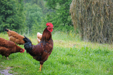 brown rooster with red comb and flock of hens grazing on the green grass of village courtyard in summer sunny day