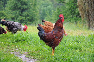 brown rooster with red comb and flock of hens grazing on the green grass of village courtyard in summer sunny day