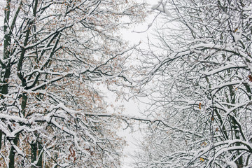 Branches of trees in the snow. Beautiful winter. Pretty nature. Frozen forest
