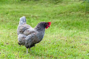 grey rooster with red comb and hens grazing on the green lawn in summer sunny day