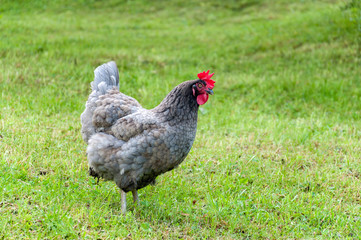 grey rooster with red comb and hens grazing on the green lawn in summer sunny day