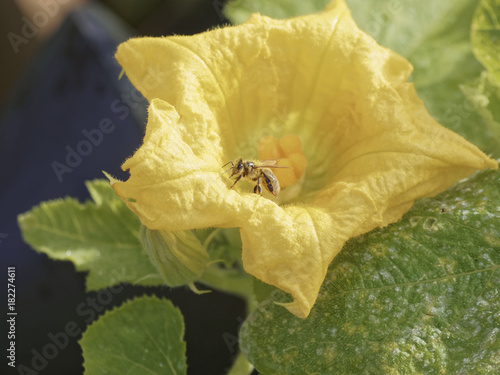 Une Abeille Pollinisant Une Grande Fleur Jaune De Courgette