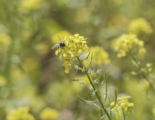 Apis mellefera  Abeille butinant sur une fleur de colza