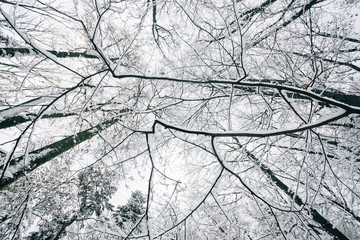 Branches of trees in the snow. Beautiful winter. Pretty nature. Frozen forest