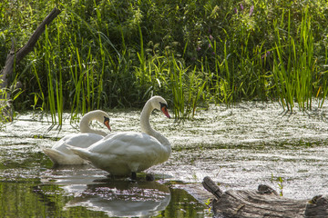  a couple of swans in the wild. mute swan (Cygnus olor) in nature. mute swan (Cygnus olor)