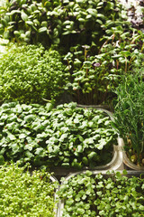 Different kinds of micro greens