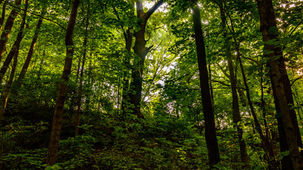 Obraz premium Nature