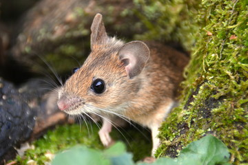 Obraz premium süsse Waldmaus