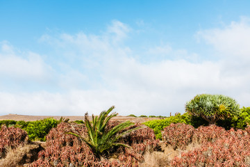 Trip to Madeira Island - Urlaub auf Madeira