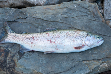 Fresh raw trout lying on flat stone surface 