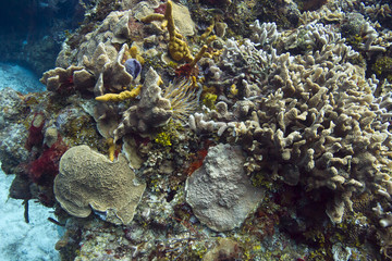 Naklejka na ściany i meble Living coral reef