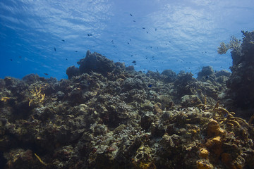 Living ocean reef
