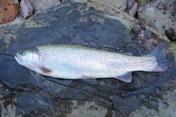 Fresh raw trout lying on flat stone surface