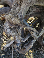 Wurzel im Sonnenlicht