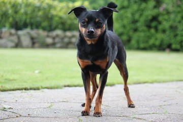 kleiner zwerg rehpinscher steht im Garten