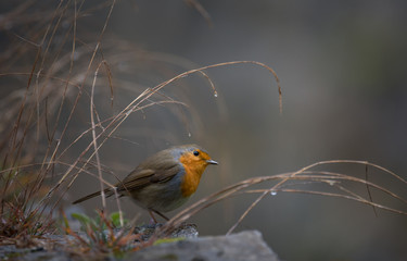 rouge-gorge
