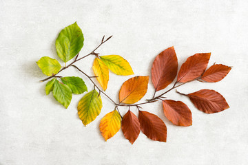 Autumn leaves from green to brown