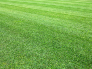 perfect lawn green grass background