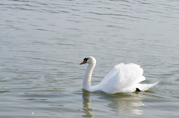Beautiful white mute swan swimming in the blue water in the evening sunlight