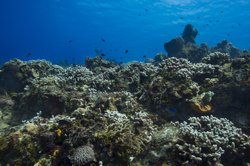 Fototapeta na wymiar Large coral reef