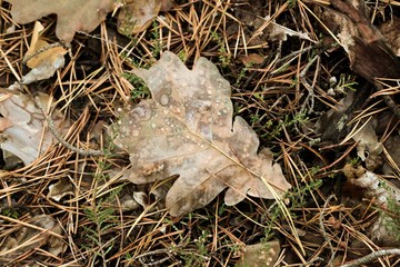 leaves