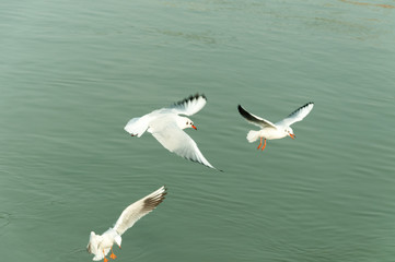 Flock of seagulls flying over the water looking for food with motion blur and selective focus