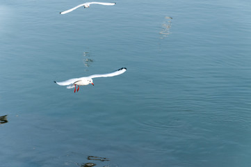 Seagull flying over the water looking for food with motion blur and selective focus