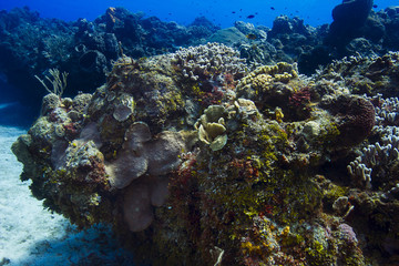 Naklejka na ściany i meble Large colorful reef