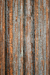 Obraz premium old peeled colored paint on wood