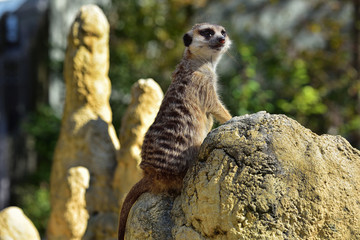 Erdmännchen im Tierpark 