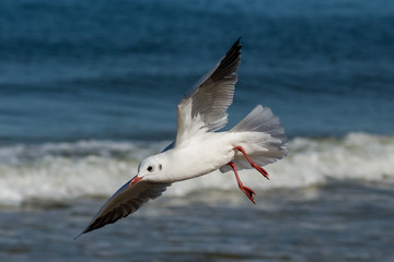 Mewa nad Morzem bałtyckim w Kołobrzegu © Pawel Gruntowicz