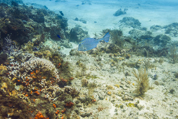 Fototapeta na wymiar Blue Honeycomb Cowfish