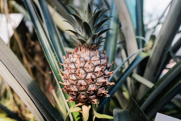 Fototapeta premium Baby-Ananas im Botanischen Garten - Baby Pineapple in Botanical Garden